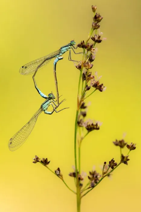 Framed Print : Azure / common coenagrion damselflies (Coenagrion puella) pair mating, Meeth Quarry Framed Print : Azure / common coenagrion damselflies (Coenagrion puella) pair mating, Meeth Quarry