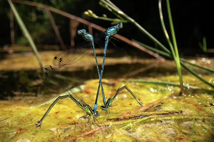 Framed Print : Azure damselflies (Coenagrion puella) two mating couples laying eggs in a pond on a sunny day, Basel, Switzerland. July Framed Print : Azure damselflies (Coenagrion puella) two mating couples laying eggs in a pond on a sunny day, Basel, Switzerland. July