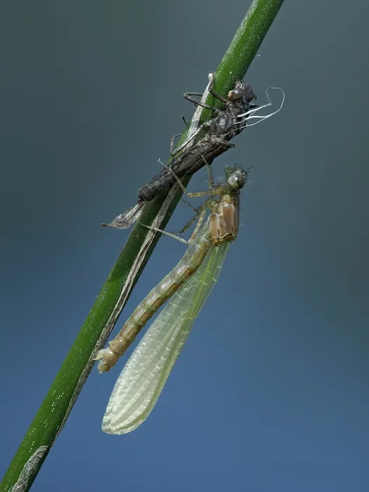 Framed Print : Azure damselfly (Coenagrion puella) adult 20 minutes after emerging from larval case on Sedge stem, East Sussex, England, UK. May. Focus stacked Framed Print : Azure damselfly (Coenagrion puella) adult 20 minutes after emerging from larval case on Sedge stem, East Sussex, England, UK. May. Focus stacked