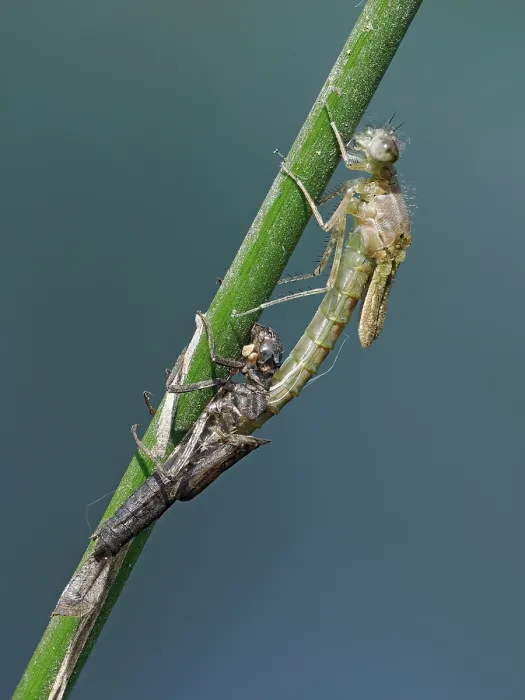 Framed Print : Azure damselfly (Coenagrion puella) emerging from larval case on Sedge stem, East Sussex, England, UK. May. Focus stacked Framed Print : Azure damselfly (Coenagrion puella) emerging from larval case on Sedge stem, East Sussex, England, UK. May. Focus stacked