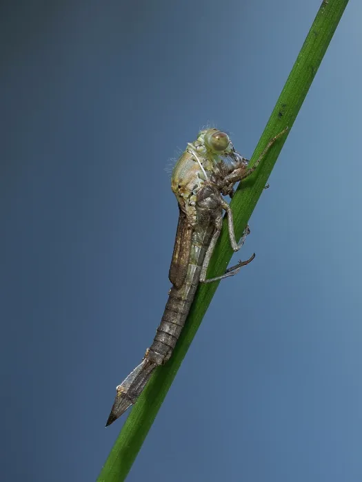 Framed Print : Azure damselfly (Coenagrion puella) emerging from larval case on Sedge stem, East Sussex, England, UK. May. Focus stacked