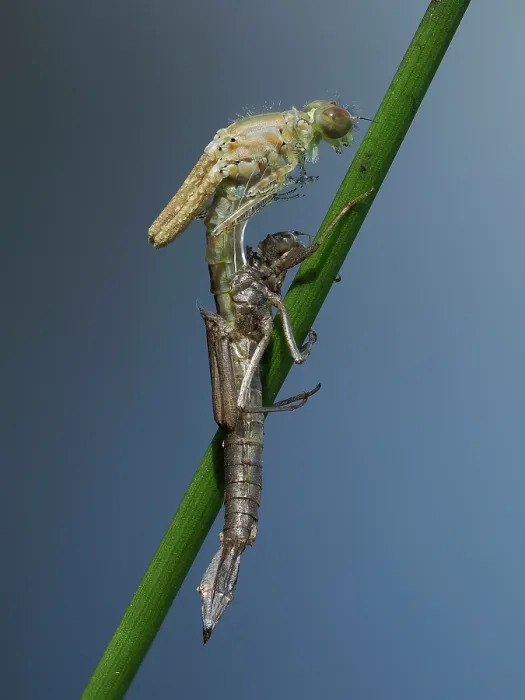 Framed Print : Azure damselfly (Coenagrion puella) emerging from larval case on Sedge stem, East Sussex, England, UK. May. Focus stacked Framed Print : Azure damselfly (Coenagrion puella) emerging from larval case on Sedge stem, East Sussex, England, UK. May. Focus stacked