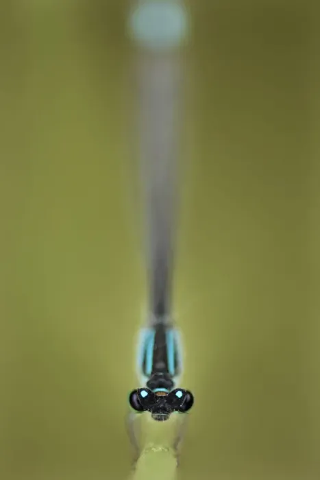 Framed Print : Azure damselfly (Coenagrion puella) Lagadin region, Lake Ohrid, Galicica National Park Framed Print : Azure damselfly (Coenagrion puella) Lagadin region, Lake Ohrid, Galicica National Park