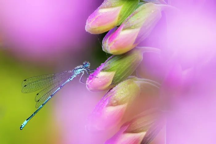 Framed Print : Azure damselfly (Coenagrion puella) male, resting on a Common foxglove (Digitalis purpurea) flower, Broxwater, Cornwall, England, UK. June Framed Print : Azure damselfly (Coenagrion puella) male, resting on a Common foxglove (Digitalis purpurea) flower, Broxwater, Cornwall, England, UK. June