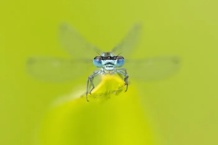 Framed Print : Azure damselfly (Coenagrion puella) resting on leaf. Cornwall, England, UK. July Framed Print : Azure damselfly (Coenagrion puella) resting on leaf. Cornwall, England, UK. July