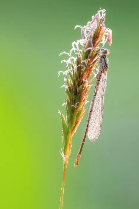 Framed Print : Azure damselfly (Coenagrion puella) teneral, covered in dew in morning light, Broxwater, North Cornwall, England, UK. May Framed Print : Azure damselfly (Coenagrion puella) teneral, covered in dew in morning light, Broxwater, North Cornwall, England, UK. May