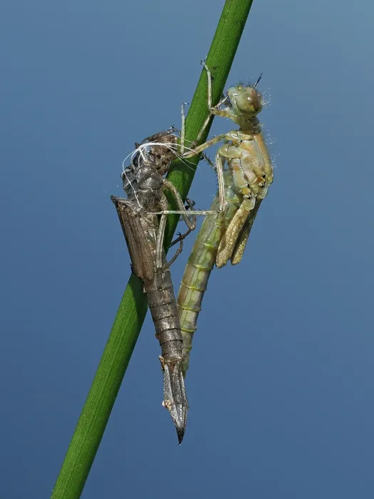 Framed Print : Azure damselfly Emerging (Coenagrion puella) adult just emerged from larval case on Sedge stem, East Sussex, England, UK. May. Focus stacked Framed Print : Azure damselfly Emerging (Coenagrion puella) adult just emerged from larval case on Sedge stem, East Sussex, England, UK. May. Focus stacked