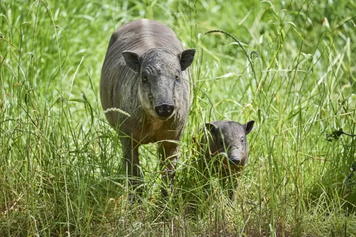 Framed Print : Babirusa (Babyrousa babyrussa) female with baby. Captive, occurs in Sulawesi, Indonesia Framed Print : Babirusa (Babyrousa babyrussa) female with baby. Captive, occurs in Sulawesi, Indonesia