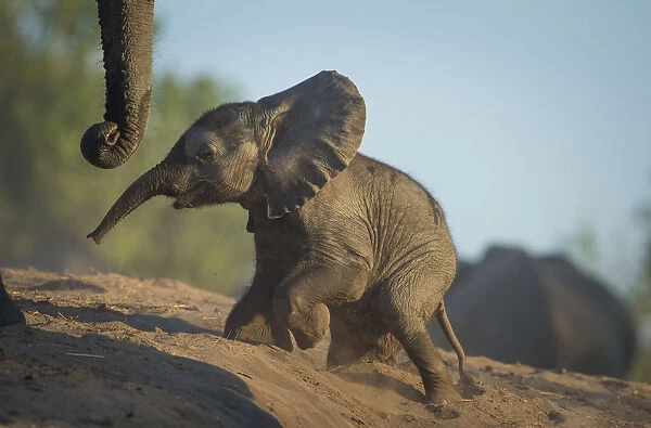 Baby African elephant (Loxodonta africana), climbing up a riverbank, Chobe National Park