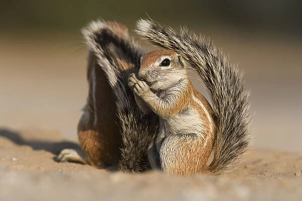 Baby ground squirrel (Xerus inauris) using its tail for shade, Kgalagadi Transfrontier Park