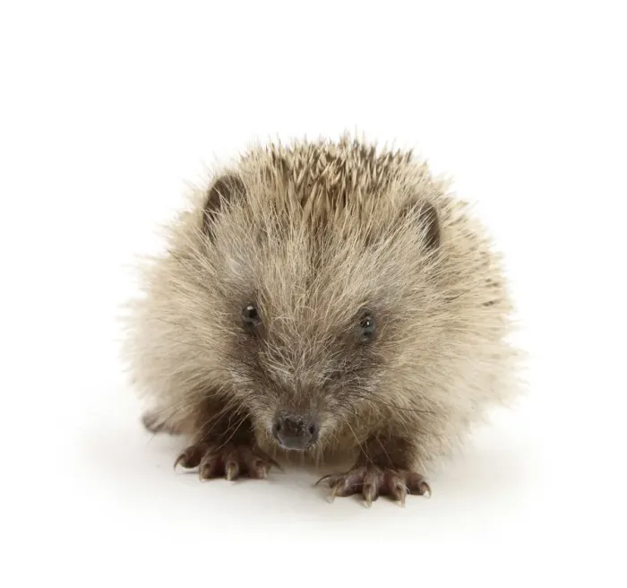 Framed Print : Baby Hedgehog (Erinaceus europaeus), against white background Framed Print : Baby Hedgehog (Erinaceus europaeus), against white background