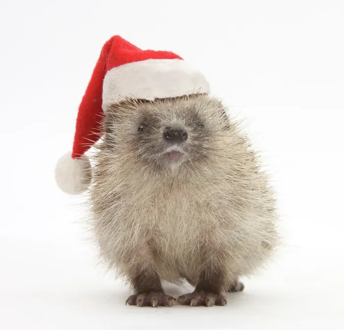 Framed Print : Baby hedgehog (Erinaceus europaeus) wearing a Father Christmas hat Framed Print : Baby hedgehog (Erinaceus europaeus) wearing a Father Christmas hat