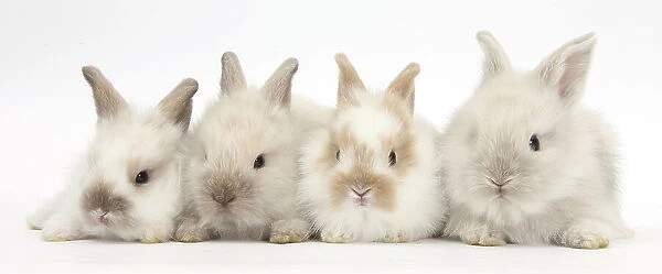 Four baby Lionhead cross Lop bunnies in a row