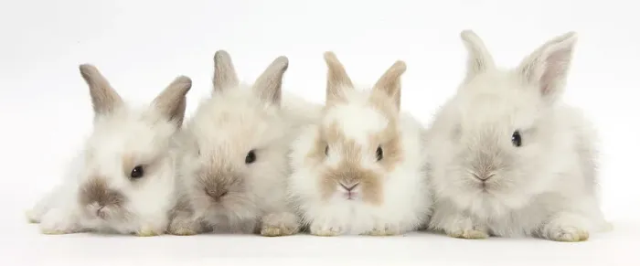 Framed Print : Four baby Lionhead cross Lop bunnies in a row Framed Print : Four baby Lionhead cross Lop bunnies in a row
