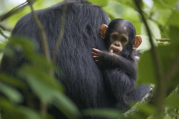 Baby male Chimpanzee (Pan troglodytes schweinfurthii) Klauce (4 months)