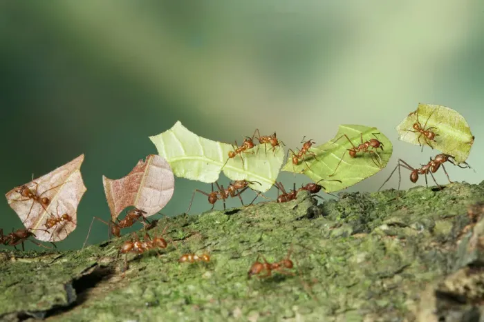 Framed Print : Bachacs / Leafcutter ants {Atta cephalotes} carrying sections of Cocoa leaf bearing Framed Print : Bachacs / Leafcutter ants {Atta cephalotes} carrying sections of Cocoa leaf bearing