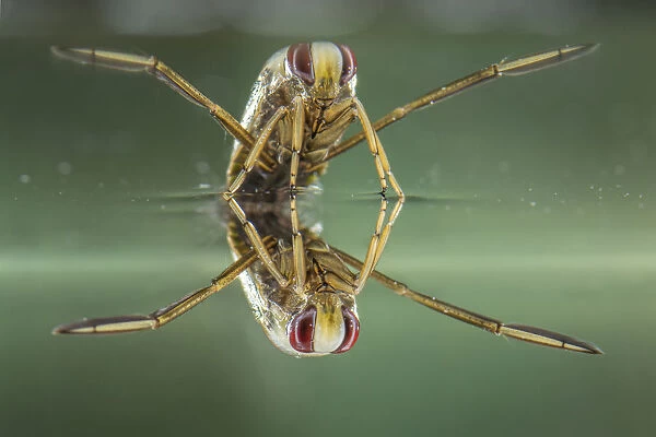 Backswimmer (Notonecta glauca), resting at the water surface, Europe, August