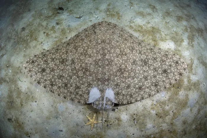 Framed Print : Backwater butterfly ray (Gymnura natalensis) resting on sandy seabed, False Bay, South Africa, Atlantic Ocean Framed Print : Backwater butterfly ray (Gymnura natalensis) resting on sandy seabed, False Bay, South Africa, Atlantic Ocean