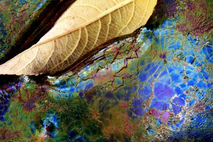 Framed Print : Bacteria (Lepthotryx discophora) causing iridescent patterns and White willow tree leaf Framed Print : Bacteria (Lepthotryx discophora) causing iridescent patterns and White willow tree leaf