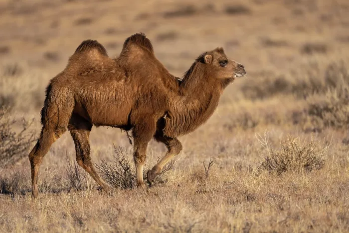 Framed Print : Bactrian camel (Camelus bactrianus) domesticated, walking in grassland, Margaz Mountains, Western Mongolia