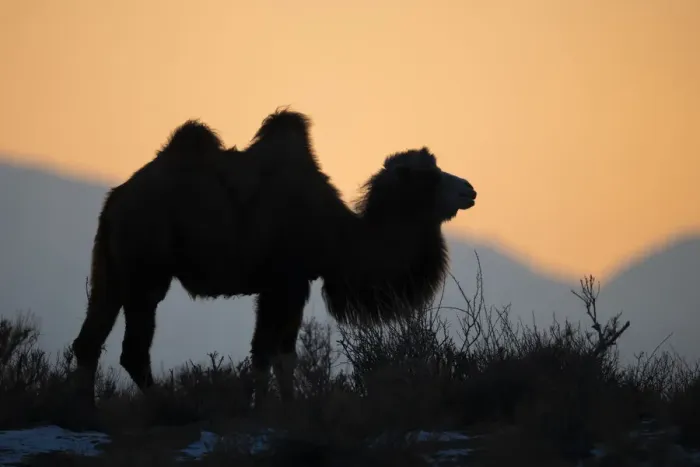 Framed Print : Bactrian camel (Camelus bactrianus) male silhouetted at sunset Framed Print : Bactrian camel (Camelus bactrianus) male silhouetted at sunset