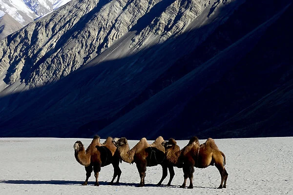 Bactrian camels (Camelus bactrianus) on sand, Nubra Valley, Ladakh, India. September