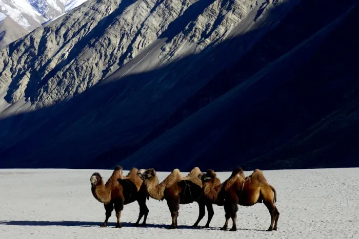 Framed Print : Bactrian camels (Camelus bactrianus) on sand, Nubra Valley, Ladakh, India. September Framed Print : Bactrian camels (Camelus bactrianus) on sand, Nubra Valley, Ladakh, India. September