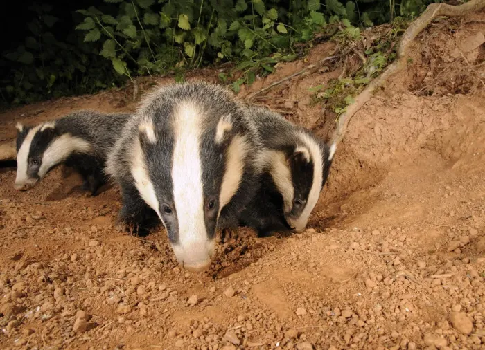 Framed Print : Badger cubs (Meles meles) at sett entrance, Mid Devon, England, June Framed Print : Badger cubs (Meles meles) at sett entrance, Mid Devon, England, June