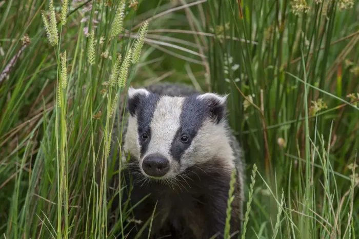 Framed Print : Badger (Meles meles) alking through long grass, near Launceston, Cornwall, UK. July Framed Print : Badger (Meles meles) alking through long grass, near Launceston, Cornwall, UK. July