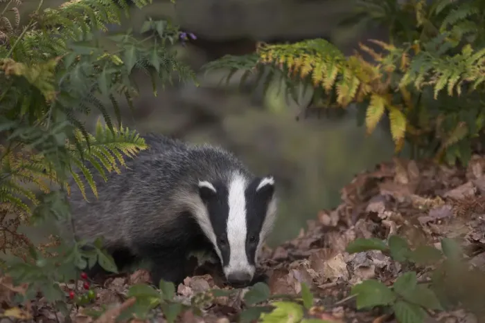 Framed Print : Badger (Meles meles) in autumn woodland. Leicestershire, UK, July Framed Print : Badger (Meles meles) in autumn woodland. Leicestershire, UK, July