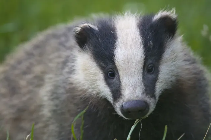 Framed Print : Badger (Meles meles) cub, Dorset, England, UK, July Framed Print : Badger (Meles meles) cub, Dorset, England, UK, July