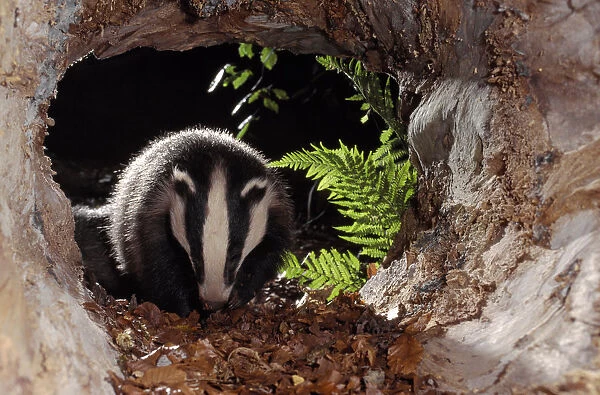 Badger (Meles meles) cub inside hollow log, Berwickshire, Scotland, UK, June