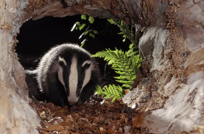 Framed Print : Badger (Meles meles) cub inside hollow log, Berwickshire, Scotland, UK, June Framed Print : Badger (Meles meles) cub inside hollow log, Berwickshire, Scotland, UK, June