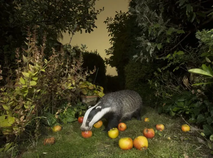 Framed Print : Badger (Meles meles) eating apples in urban garden. Sheffield, England, UK. October Framed Print : Badger (Meles meles) eating apples in urban garden. Sheffield, England, UK. October
