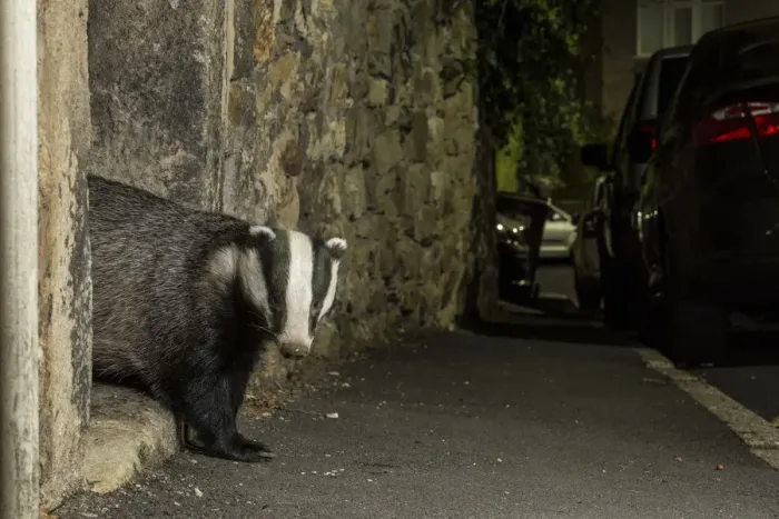 Framed Print : Badger (Meles meles) emerging through gateway in wall at night. In urban area, Sheffield