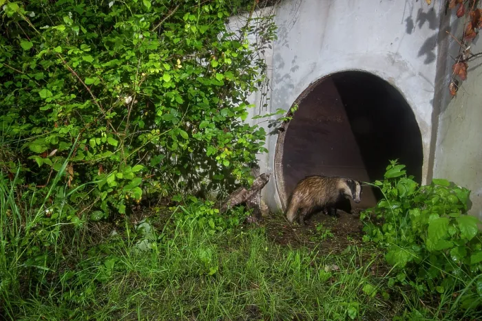 Framed Print : Badger (meles meles) entering a wildlife underpass below the A10 highway, Charente-Maritime, France. May. Camera trap image Framed Print : Badger (meles meles) entering a wildlife underpass below the A10 highway, Charente-Maritime, France. May. Camera trap image