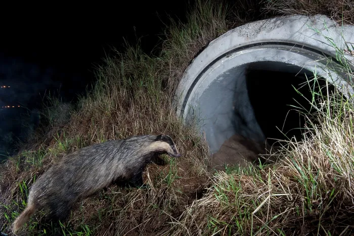 Framed Print : Badger (meles meles) entering a wildlife underpass below the A89 highway at night, Rhone, France. June. Camera trap image Framed Print : Badger (meles meles) entering a wildlife underpass below the A89 highway at night, Rhone, France. June. Camera trap image
