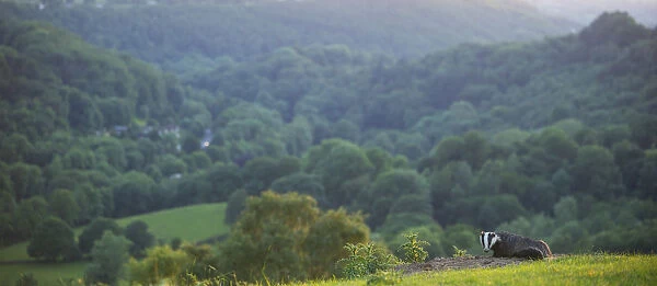 Badger (Meles meles) at entrance to sett, Derbyshire, England, UK, June