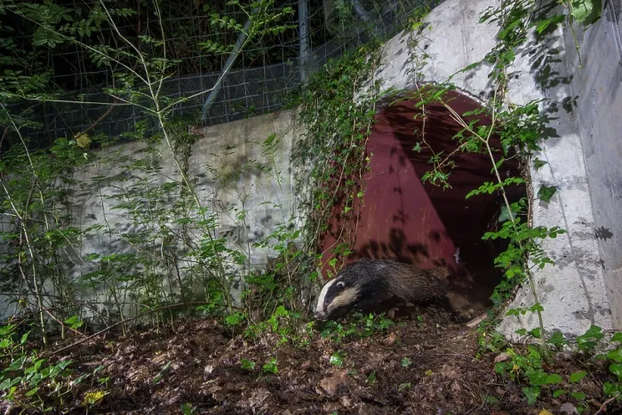 Framed Print : Badger (meles meles) exiting a wildlife underpass below the A10 highway at night, Charente-Maritime, France. May. Camera trap image Framed Print : Badger (meles meles) exiting a wildlife underpass below the A10 highway at night, Charente-Maritime, France. May. Camera trap image
