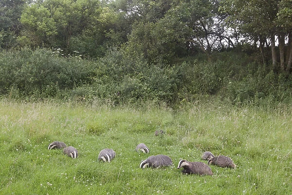 Badger (Meles meles) family feeding in long grass near to their sett, Dorset, England