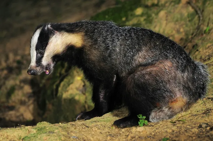 Framed Print : Badger (meles meles) feeding on peanuts at night, Dorset, England, UK. August. Controlled conditions Framed Print : Badger (meles meles) feeding on peanuts at night, Dorset, England, UK. August. Controlled conditions