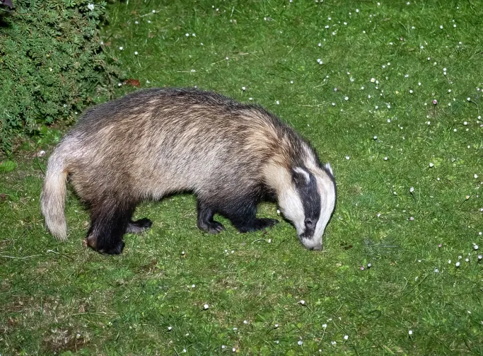 Framed Print : Badger (Meles meles) foraging on a garden lawn, Ambleside, Lake District, Cumbria, UK. May Framed Print : Badger (Meles meles) foraging on a garden lawn, Ambleside, Lake District, Cumbria, UK. May