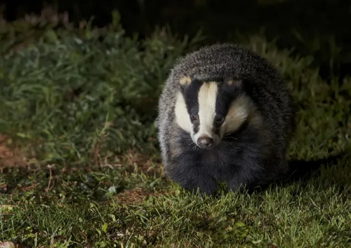 Framed Print : Badger (Meles meles) at night, Oxfordshire, England, UK, October Framed Print : Badger (Meles meles) at night, Oxfordshire, England, UK, October