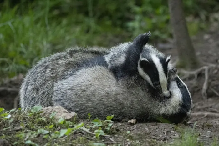 Framed Print : Badger (Meles meles) outside sett, play fighting, Vosges, France, May Framed Print : Badger (Meles meles) outside sett, play fighting, Vosges, France, May