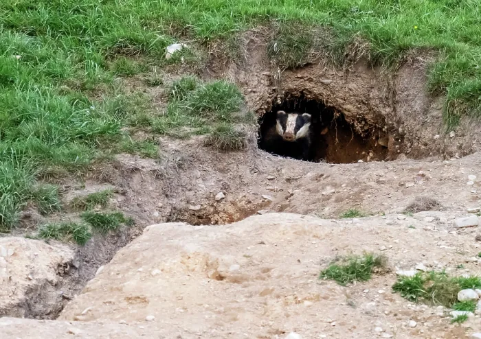 Framed Print : Badger (Meles meles) peering out entrance to sett in hillside, near Ambleside, Lake District, Cumbria, UK. May Framed Print : Badger (Meles meles) peering out entrance to sett in hillside, near Ambleside, Lake District, Cumbria, UK. May