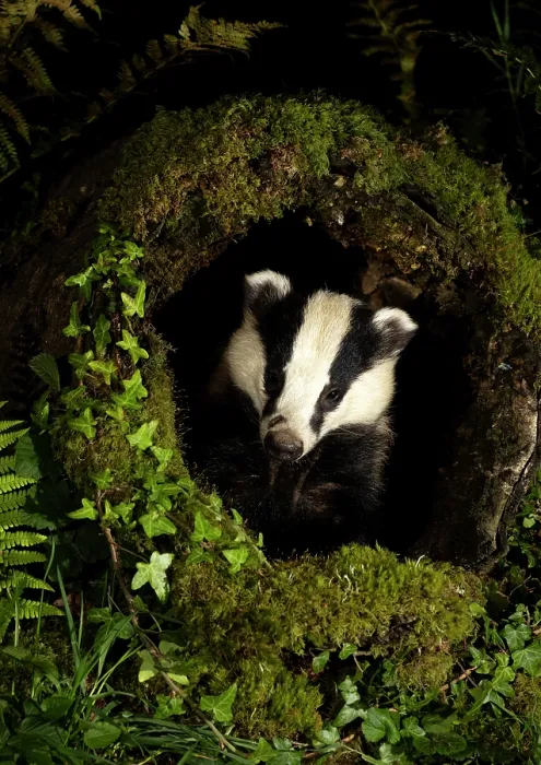 Framed Print : Badger (Meles meles) peering out of a moss-covered hollow log, Dumfries & Galloway, Scotland, UK. August Framed Print : Badger (Meles meles) peering out of a moss-covered hollow log, Dumfries & Galloway, Scotland, UK. August