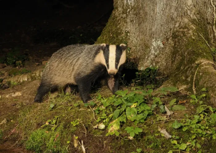 Framed Print : Badger (Meles meles) standing at base of tree at night, Mid Devon, England, August Framed Print : Badger (Meles meles) standing at base of tree at night, Mid Devon, England, August