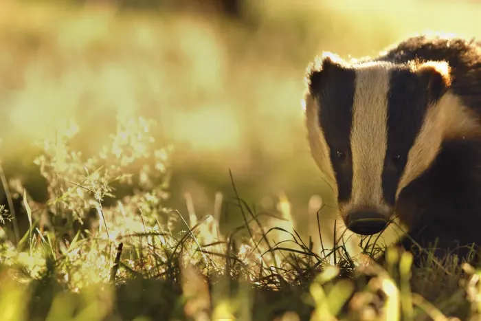 Framed Print : Badger (Meles meles) sub-adult backlit in evening light, Derbyshire, UK Framed Print : Badger (Meles meles) sub-adult backlit in evening light, Derbyshire, UK