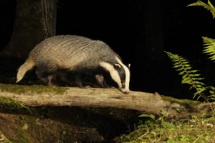 Framed Print : Badger (Meles meles) walking along log at night, Mid Devon, England, September