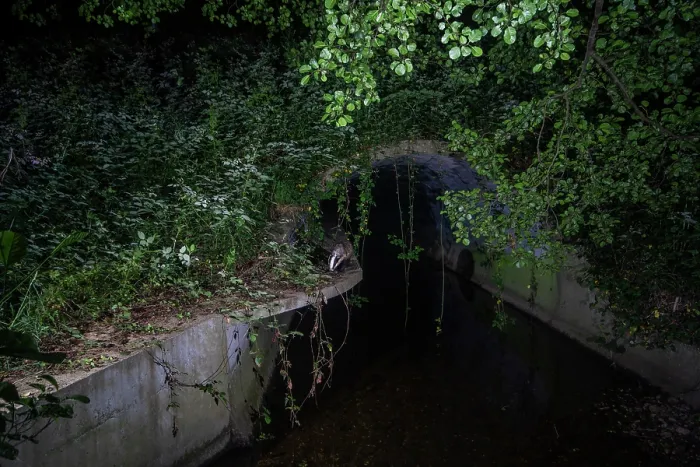 Framed Print : Badger (Meles meles) walking through a wildlife underpass below the A64 highway and above the Rieu-tort brook at night, Hautes-Pyrenees, France. May. Camera trap image Framed Print : Badger (Meles meles) walking through a wildlife underpass below the A64 highway and above the Rieu-tort brook at night, Hautes-Pyrenees, France. May. Camera trap image